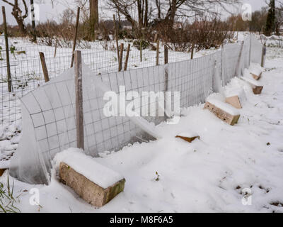 Gartenvlies schützen Sämlinge gegen Schnee und Eis in einem Garten im März. Stockfoto