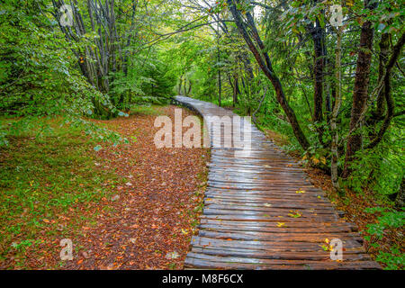 Tief im Wald Stream. Kristallklares Wasser. Plitvicer Seen, Kroatien Stockfoto