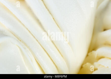 Vanilla Ice-cream Sorbet. Stockfoto