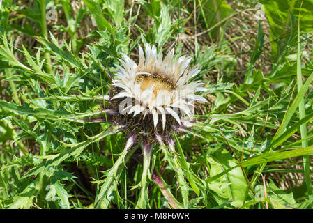 Carlina acaulis sagte auch stemless Silberdistel, Zwerg Silberdistel, silver Thistle. Foto im Sommer auf der Alpen Stockfoto