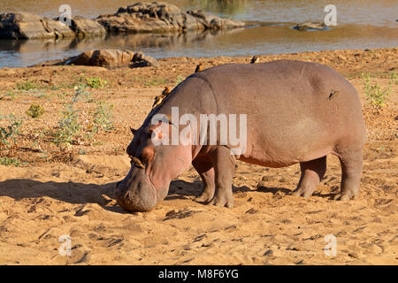 Ein Flusspferd (Hippopotamus Amphibius) auf dem Land, Krüger Nationalpark, Südafrika Stockfoto