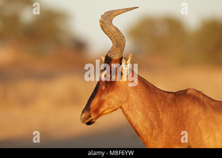 Porträt von eine rote Kuhantilope (Alcelaphus Buselaphus), Kalahari-Wüste, Südafrika Stockfoto