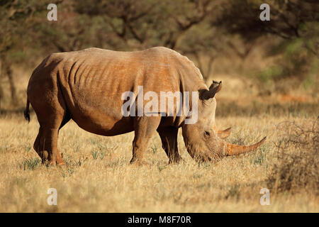 Eine weiße Nashörner (Rhinocerotidae)) Beweidung in natürlichen Lebensraum, Südafrika Stockfoto