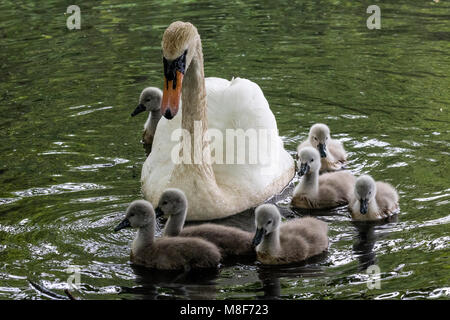 Schwan mit sechs Cygnets; Tehidy Park, Cornwall, England. Stockfoto