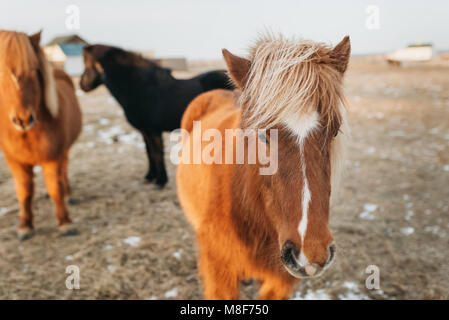 Islandpferd Kopf in Nahaufnahme mit schönen Sonnenuntergang Licht in Island im Winter Stockfoto