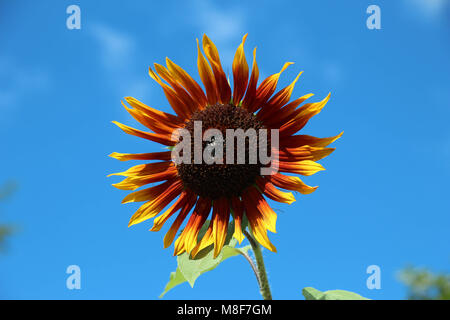 Orange und gelbe Sonnenblumen voll blühte vor einem strahlend blauen Himmel Stockfoto