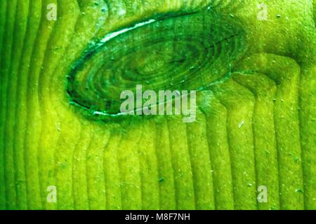 Golden Lime close-up Textur von Rinde, Holz als natürlichen Hintergrund, Holz- Oberfläche. Stockfoto