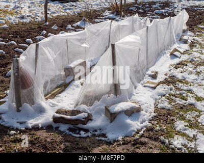 Gartenvlies schützen Sämlinge gegen Schnee und Eis in einem Garten im März. Stockfoto