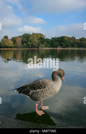 Graugans (Anser anser) am See, Serpentine See im Hyde Park, London, UK Stockfoto