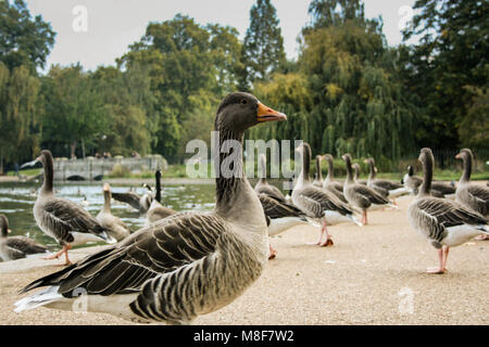 Graugänse (Anser anser) am See, Serpentine See im Hyde Park, London, UK Stockfoto