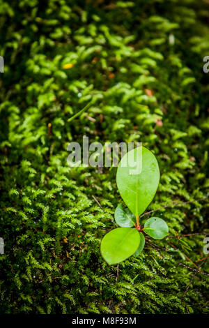 Frische grüne Blätter und Gras Frühling im Wald Niemand Stockfoto