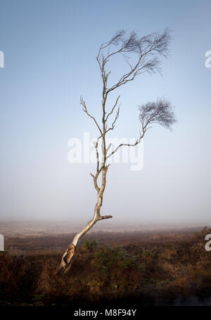 Einsame Birke Baum im New Forest National Park im Winter Stockfoto