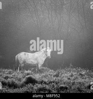 New Forest Pony in Schwarz und Weiß Stockfoto