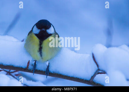 Kleiner Vogel im Schnee Stockfoto