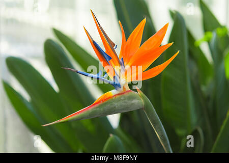 Exotische tropische Blüte der Strelitzia reginae oder Paradiesvogel im Gewächshaus Stockfoto