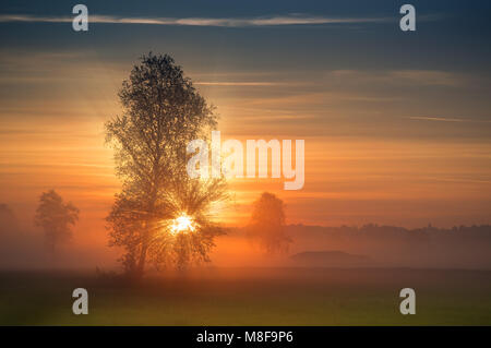 Die ersten Strahlen der Sonne bricht durch die Zweige eines Baumes bei Sonnenaufgang. Misty Ansicht im Sommer morgen Landschaft im ländlichen Gebiet. Stockfoto