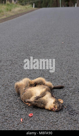 Allerdings ist nicht alles und die Erhaltung der Fauna als in Tasmanien Tasmanien sich in der wenig beneidenswerten Position, als die "ROADKILL" Hauptstadt der Welt findet. Mit mehr Tieren pro Kilometer getötet zu werden als irgendwo sonst in der Welt Berichte zeigen, dass die Zahl der wilden Tiere jährlich auf der Tasmanischen Straßen getötet gleichsetzen könnte zu einer unglaublichen Zahl 500 000. Das ist fast eine pro Kopf der staatlichen australischen Bevölkerung, die im Jahr 2017 fast 520 000. Stockfoto