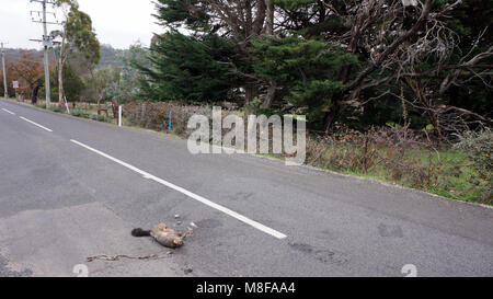 Oft als "Urlaub" oder "Apple'Isle, Tasmanien weiterhin eine wachsende Zahl von Touristen viele gespannt auf den Inseln natürliche Schönheit zu erleben gewinnen. 1982 Die westlichen Tasmanian Wilderness Area Anerkennung der Vereinten Nationen für Erziehung, Wissenschaft und Kultur (UNESCO) als Weltkulturerbe Auflistung in Anerkennung seiner herausragenden natürlichen Bedeutung. Dieses wurde dann im Jahre 1989 erweitert. Die Berichte zeigen, dass die Zahl der wilden Tiere jährlich auf der Tasmanischen Straßen getötet gleichsetzen könnte zu einer unglaublichen Zahl 500 000. Stockfoto