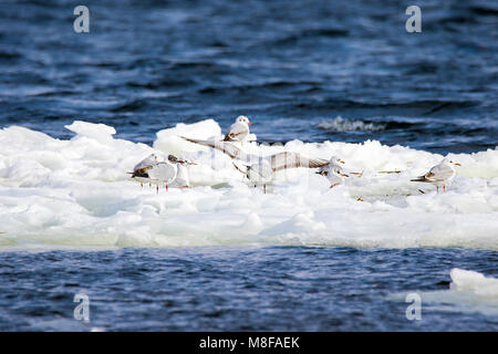 Ein Bild der gefiederten Möwen schwimmen auf einer Eisscholle entlang des Flusses Stockfoto