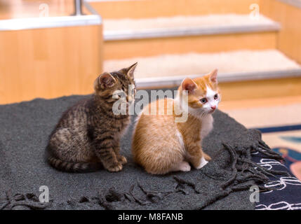 Zwei süße tabby Kitten grau und rot, auf dem Bett zu sitzen auf einem grauen Plaid Stockfoto