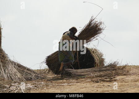 Menschen, die mit Schilf für die Industrie für Besen und Schlafmatten Stockfoto