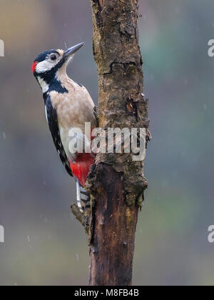 Mannetje Grote Bonte Specht; Männliche Buntspecht Stockfoto