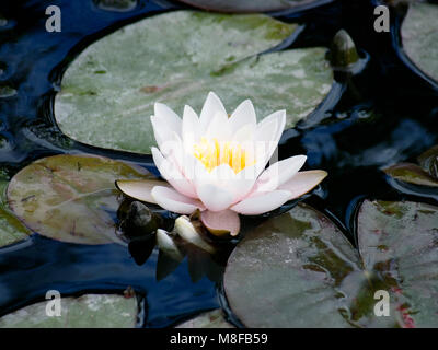 Nymphaeaceae (lily Pad) Blume im Teich. Rhizomartige aquatische Kraut. Stockfoto