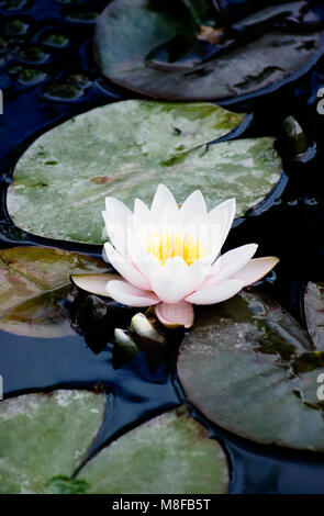 Nymphaeaceae (lily Pad) Blume im Teich. Rhizomartige aquatische Kraut. Stockfoto