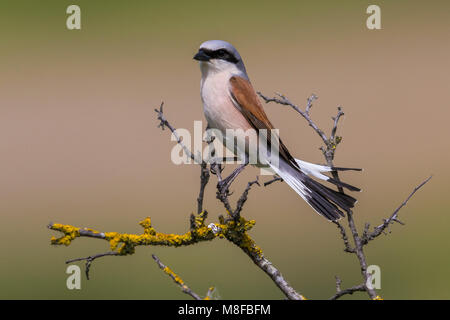 Grauwe Klauwier zittend volwassen Mann in Struik; Neuntöter Männchen im Busch gehockt Stockfoto