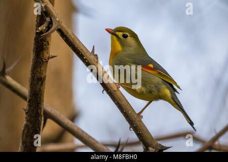 Japanischen Nachtegaal; Red-billed Leiothrix Stockfoto