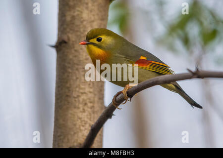 Japanischen Nachtegaal; Red-billed Leiothrix Stockfoto