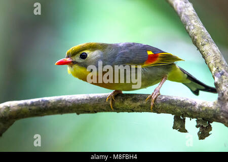 Japanischen Nachtegaal; Red-billed Leiothrix Stockfoto