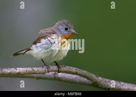 Kleine Vliegenvanger; Red-breasted Schopftyrann Stockfoto