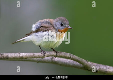 Kleine Vliegenvanger; Red-breasted Schopftyrann Stockfoto