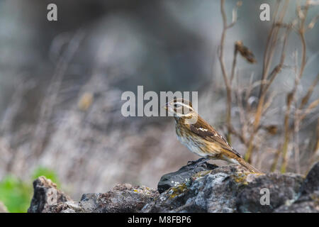 Onvolwassen Roodborstkardinaal, unreifen Rose-breasted Grosbeak Stockfoto