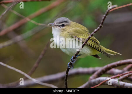 Roodoogvireo, red-eyed Vireo Stockfoto