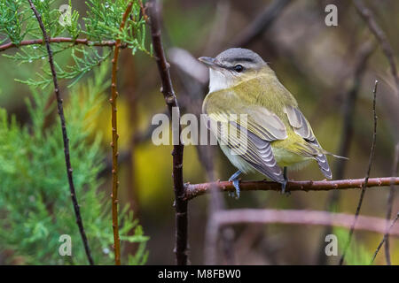 Roodoogvireo, red-eyed Vireo Stockfoto