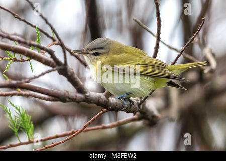 Roodoogvireo, red-eyed Vireo Stockfoto