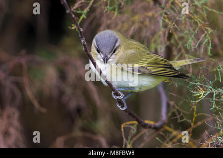 Roodoogvireo, red-eyed Vireo Stockfoto