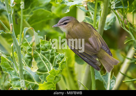 Roodoogvireo, red-eyed Vireo Stockfoto