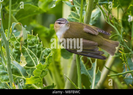 Roodoogvireo, red-eyed Vireo Stockfoto