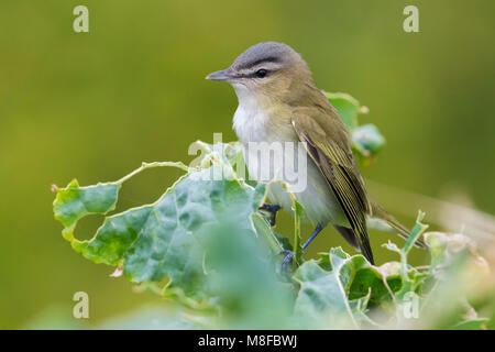 Roodoogvireo, red-eyed Vireo Stockfoto