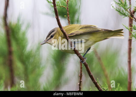 Roodoogvireo, red-eyed Vireo Stockfoto