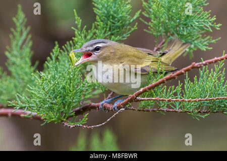 Roodoogvireo, red-eyed Vireo Stockfoto