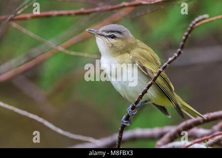 Roodoogvireo, red-eyed Vireo Stockfoto