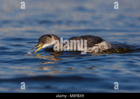 Roodhalsfuut zwemmend in Italiaanse haven; Red-necked Grebe schwimmen im italienischen Hafen Stockfoto