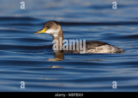 Roodhalsfuut zwemmend in Italiaanse haven; Red-necked Grebe schwimmen im italienischen Hafen Stockfoto