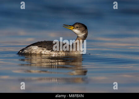 Roodhalsfuut zwemmend in Italiaanse haven; Red-necked Grebe schwimmen im italienischen Hafen Stockfoto