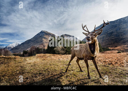 Roter Hirsch Hirsche in Glen Etive, Glencoe, Highlands, Schottland, Großbritannien, Europa Stockfoto