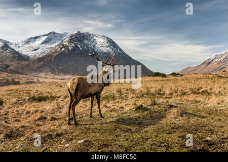 Roter Hirsch Hirsche in Glen Etive, Glencoe, Highlands, Schottland, Großbritannien, Europa Stockfoto